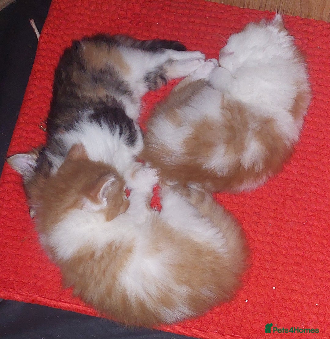 Mixed Breed cats for sale: 3 fluffy kittens - Advert 12