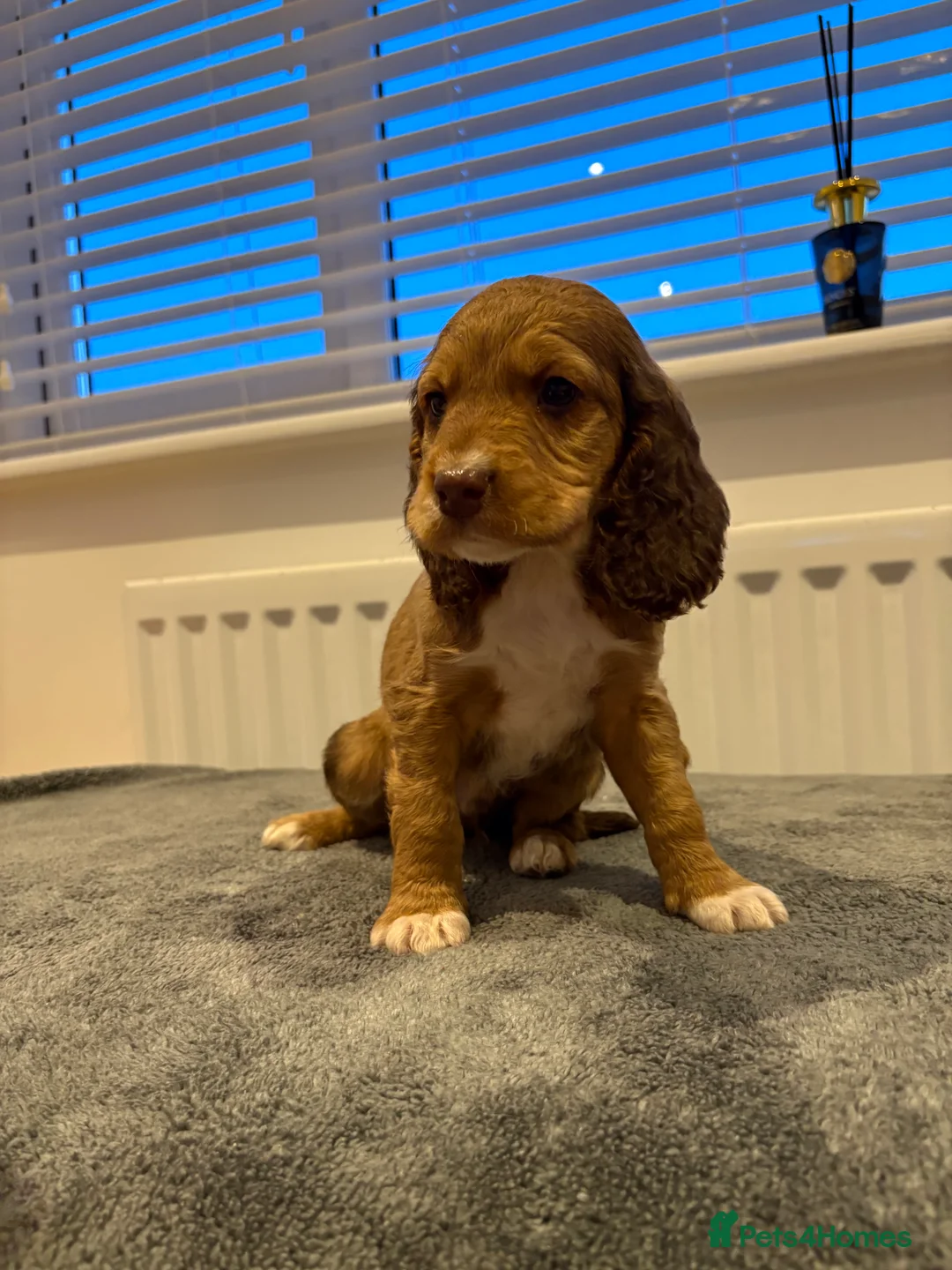 Cocker Spaniel dogs for sale: Cocker spaniel puppies  - Advert 16