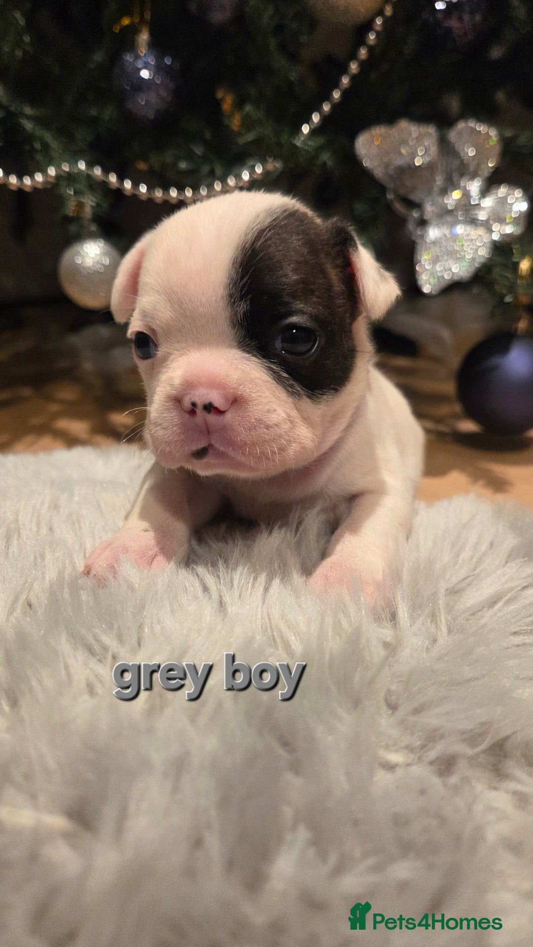French Bulldog dogs for sale: Adorable French Bulldog puppies  - Advert 10