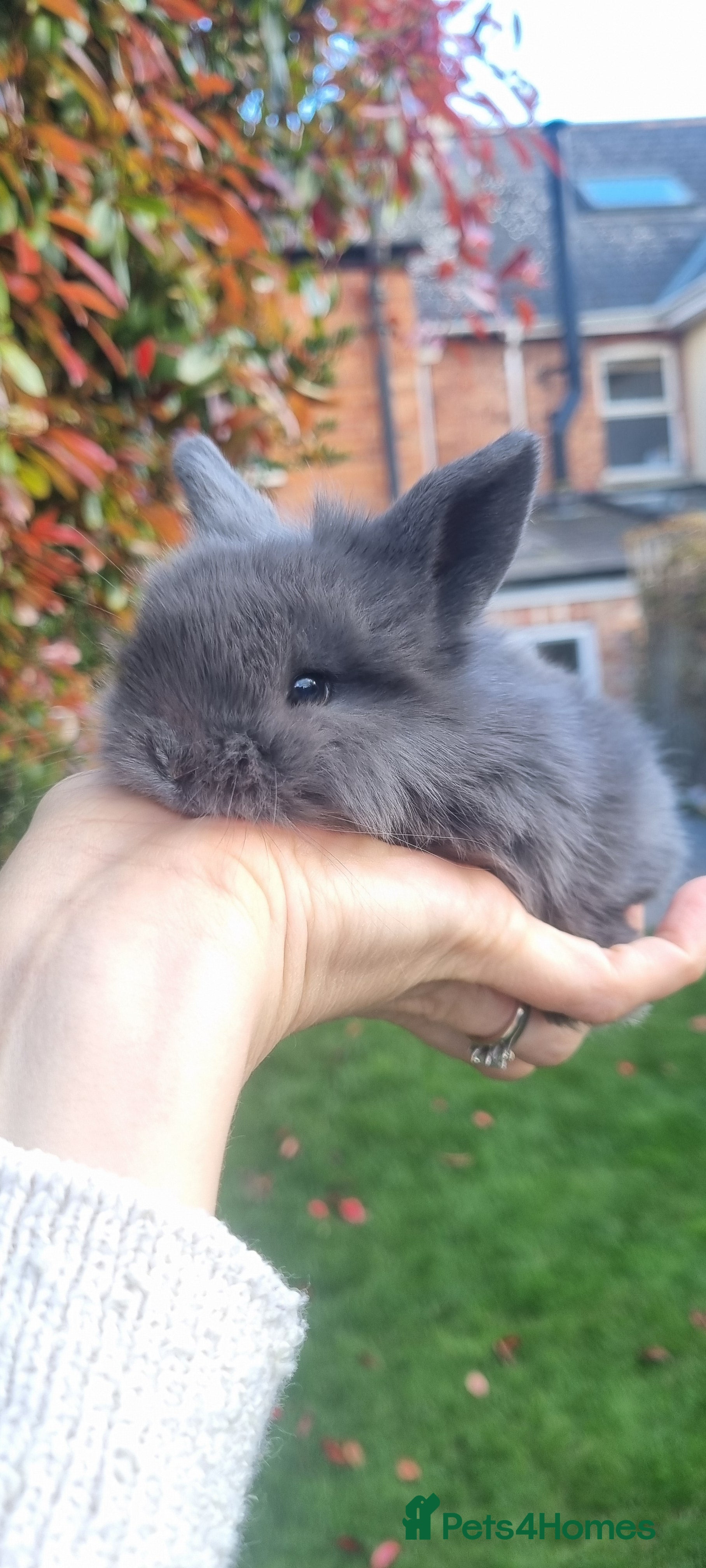 Mini Lop rabbits 1 x Mini Lion Lop Born 1 Sept Ready to collect - Advert 11