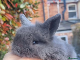 Mini Lop rabbits 3 x Mini Lion Lop Born 1 September Ready in 1 week - Advert 1