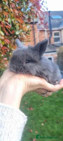 Mini Lop rabbits 3 x Mini Lion Lop Born 1 September Ready in 1 week - Advert 1