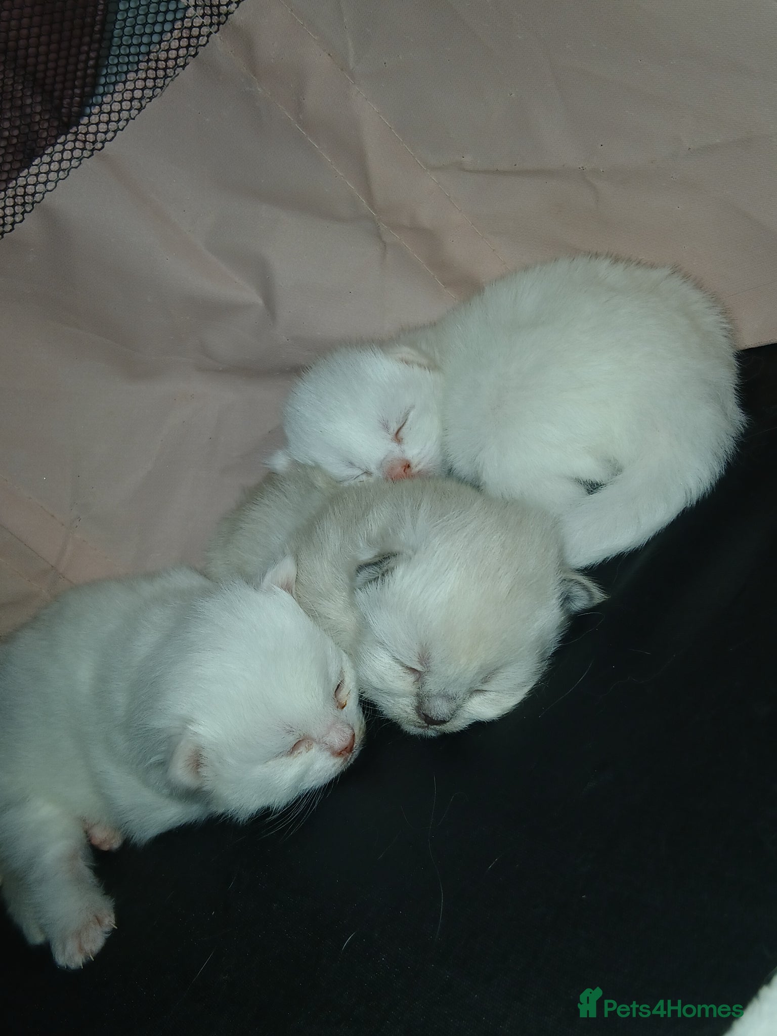 Turkish Angora cats Turkish angora x Ragdoll kittens - Advert 5