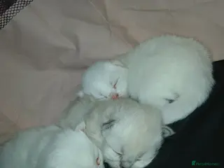 Turkish Angora cats Turkish angora x Ragdoll kittens - Advert 18