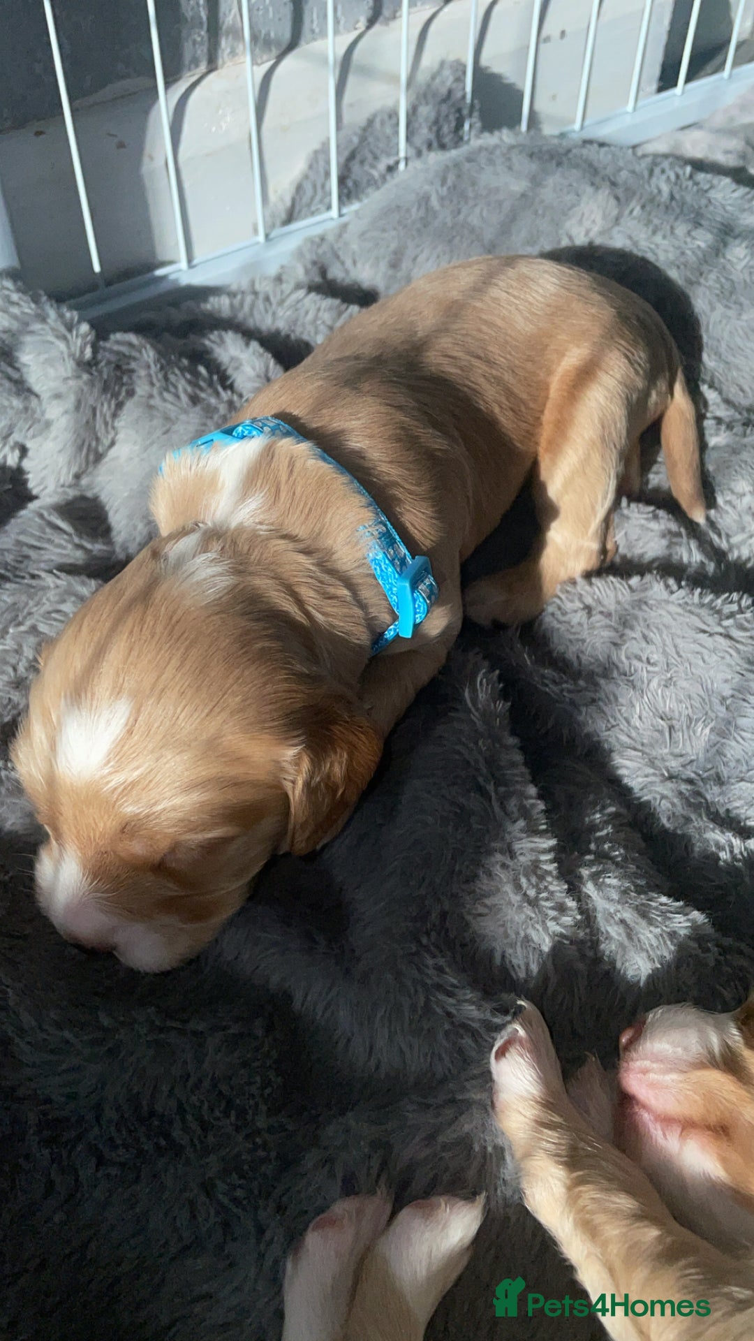 Mixed Breed dogs for sale: Cockapoo X Cavapoo Puppies - Image 6