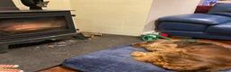 Cocker Spaniel dogs for sale: Show type cocker spaniel girl chocolate sable - Advert 3