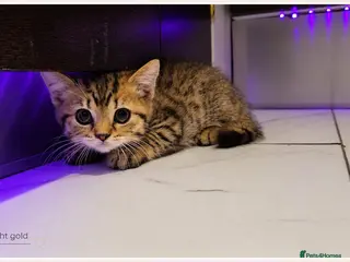 Scottish Fold cats Scotish Fold Kittens - Advert 17