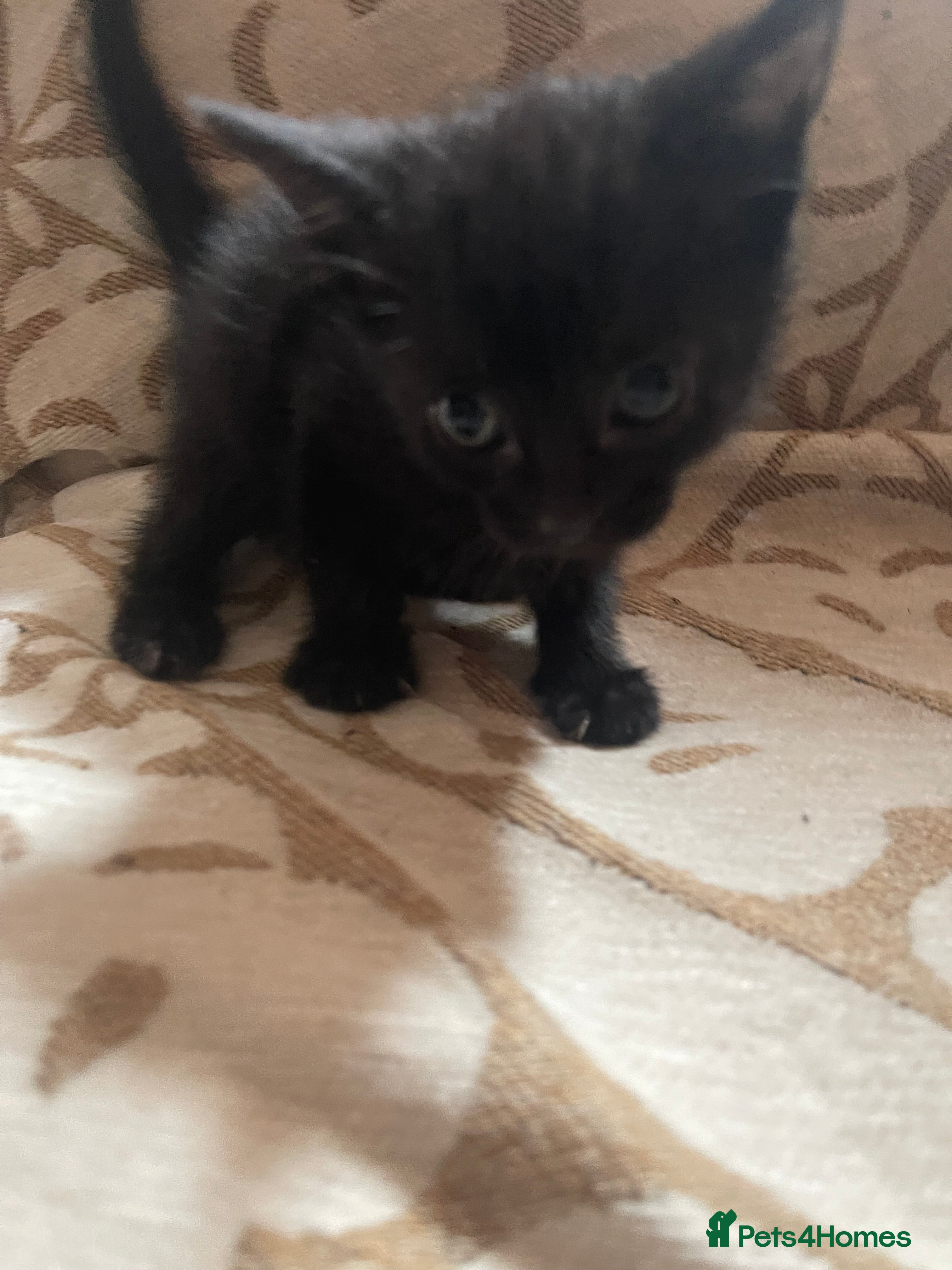 Domestic Shorthair cats Kittens For Sale  - Advert 18