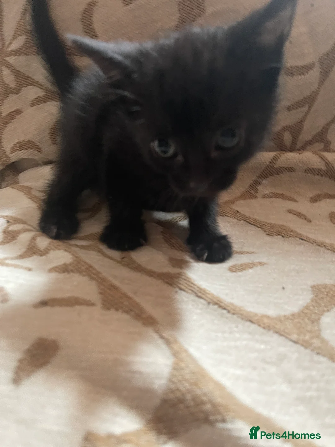 Domestic Shorthair cats for sale: Kittens For Sale  - Advert 1