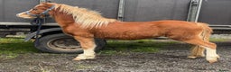 Welsh Section B horses for sale: Nay nay - Advert 6