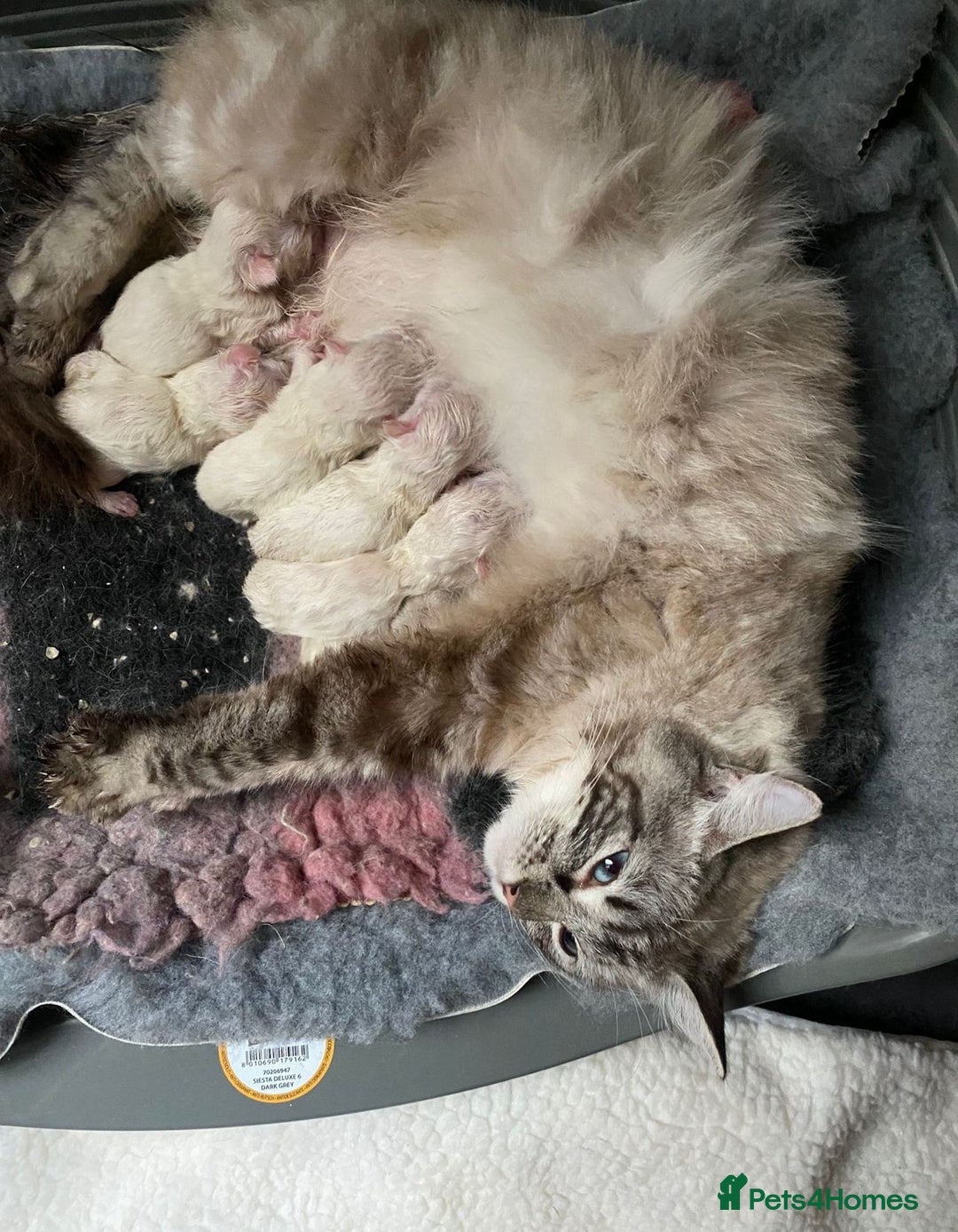 Ragdoll cats for sale: 3x Queens- breeder retiring  - Advert 1