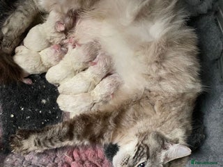 Ragdoll cats 3x Queens- breeder retiring - Advert 2
