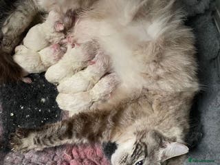 Ragdoll cats 3x Queens- breeder retiring - Advert 11