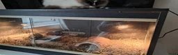 Hermann Tortoise reptiles for sale: Hermann tortoise  - Advert 3