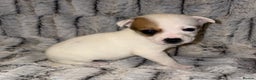 Jack Russell dogs for sale: Miniature jack Russell puppies - Advert 6