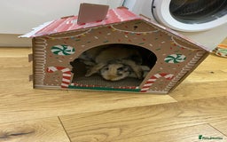 French Lop rabbits for sale: Bonded pair 2 lops - Image 2