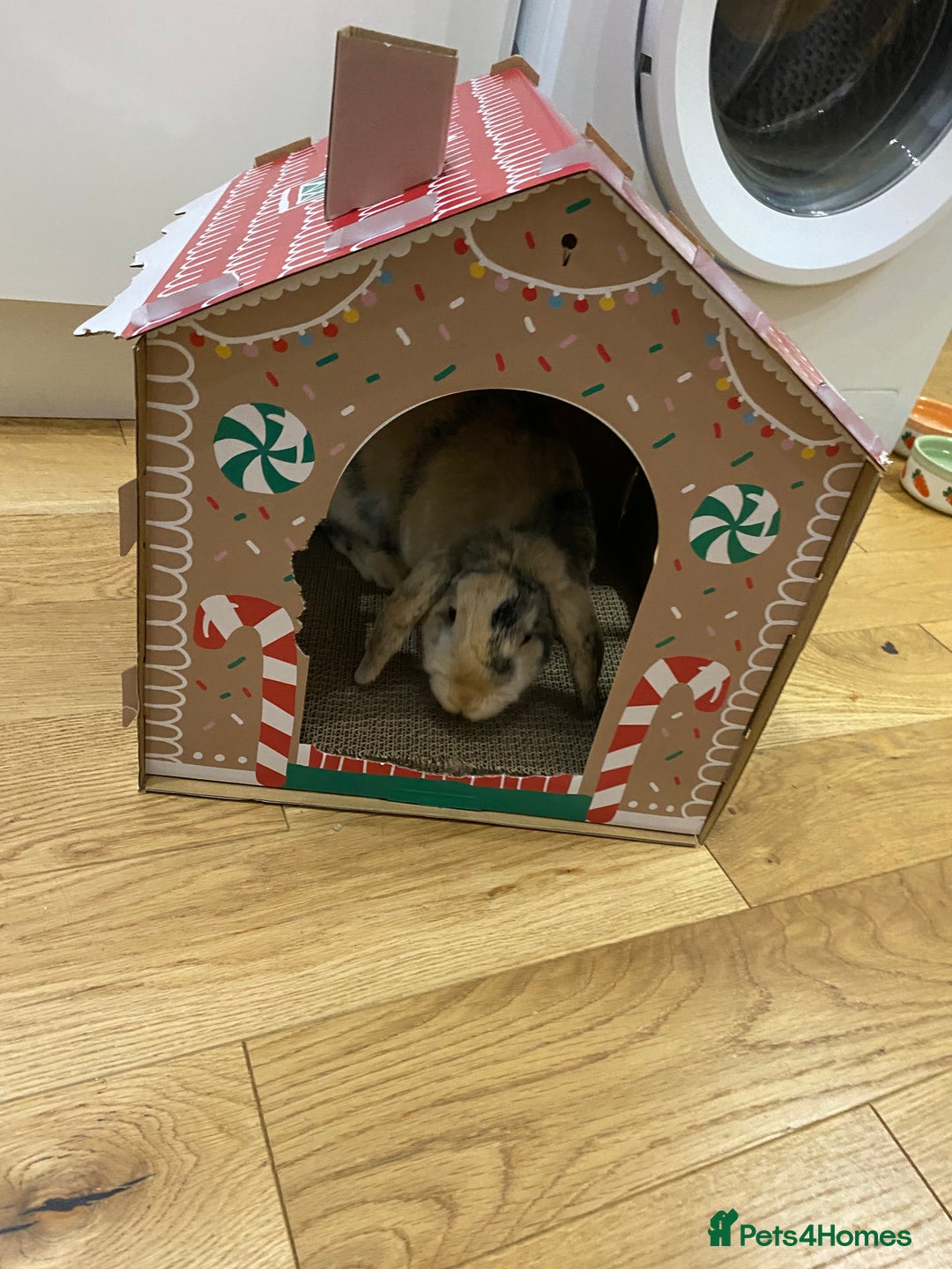 French Lop rabbits for sale: Bonded pair 2 lops - Image 2