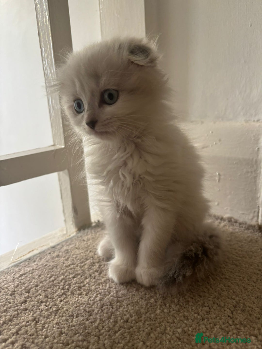 Mixed Breed cats for sale: 5 kittens - Image 20
