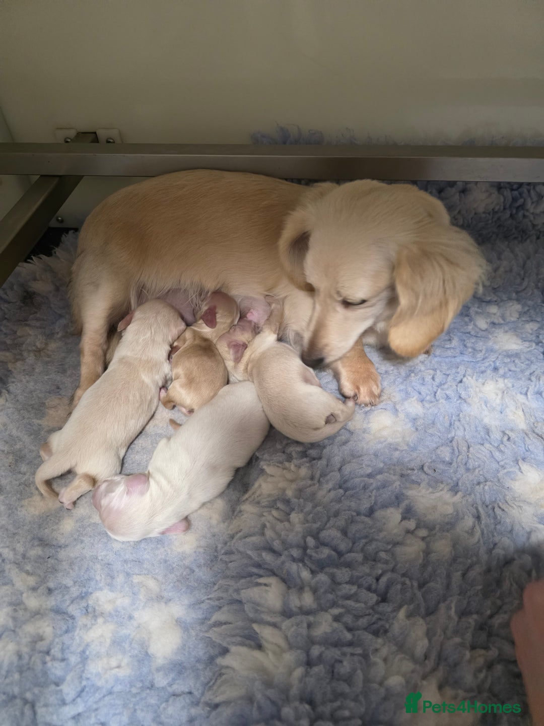 Miniature Dachshund dogs for sale: Exceptional KC White Cream Minature Dachshund  - Advert 4