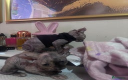 Sphynx cats for sale: Half Elf sphynx  - Image 4