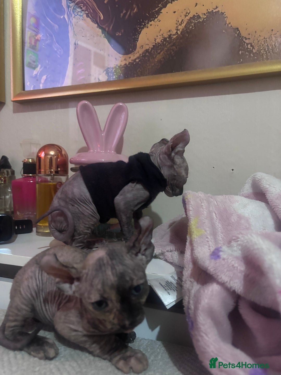 Sphynx cats for sale: Half Elf sphynx  - Image 4