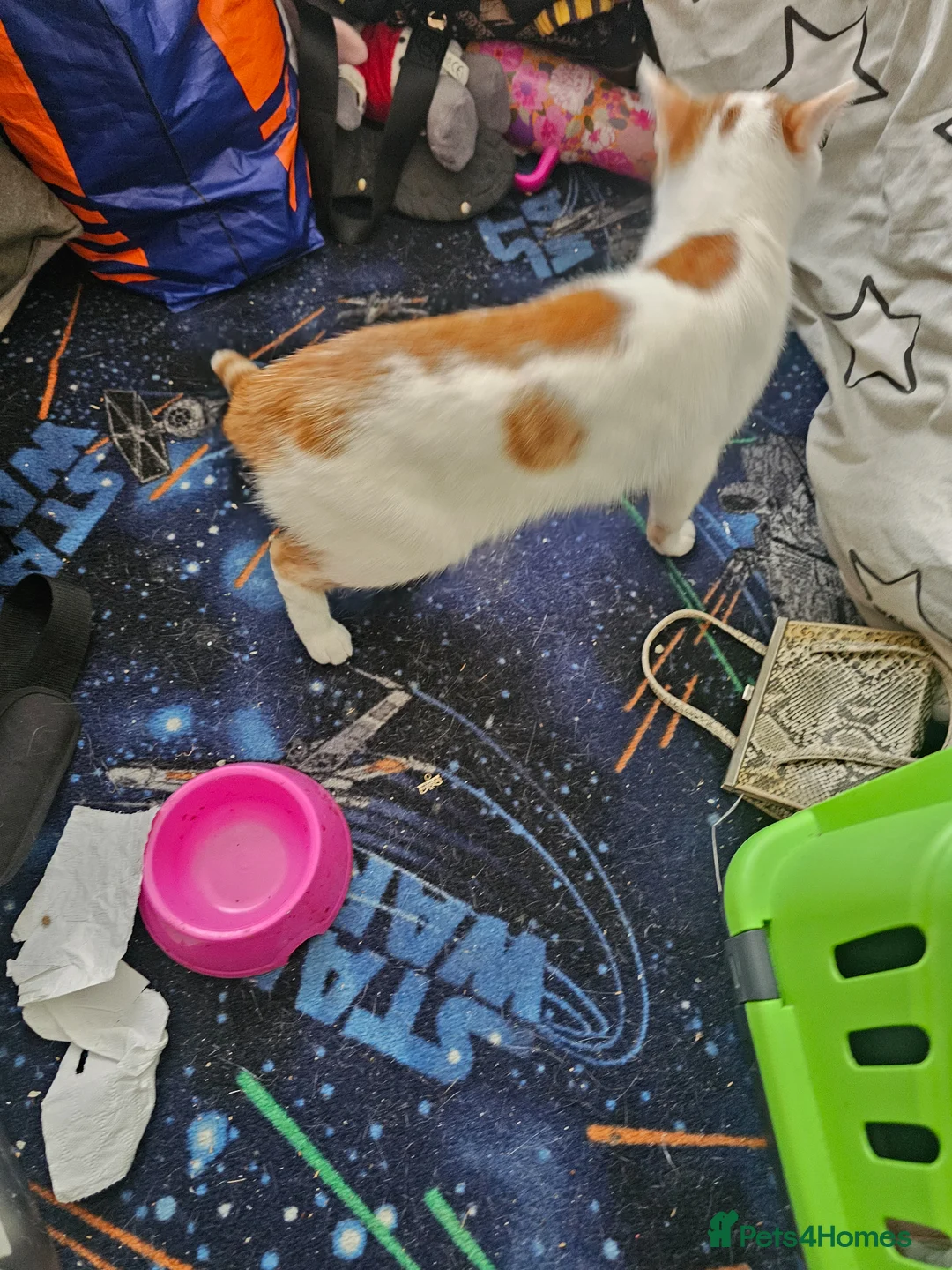 Mixed Breed cats for sale: Male cat needing new home - Advert 3