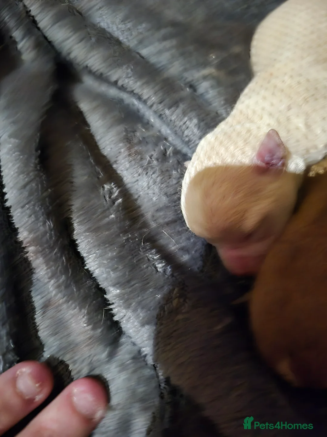 Chihuahua dogs for sale: 3 females pups for sale - Advert 13