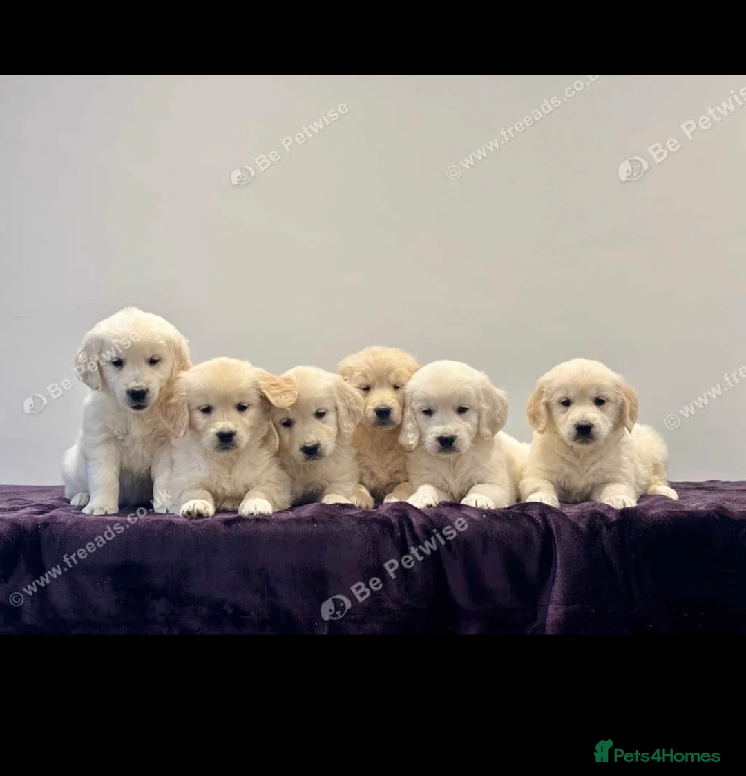 Golden Retriever dogs for sale: Golden retriever golden colour  - Advert 11