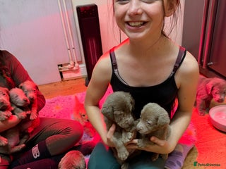 Labrador Retriever dogs - Advert 16