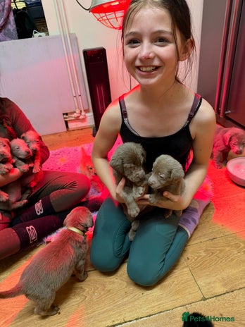 Labrador Retriever dogs - Advert 17