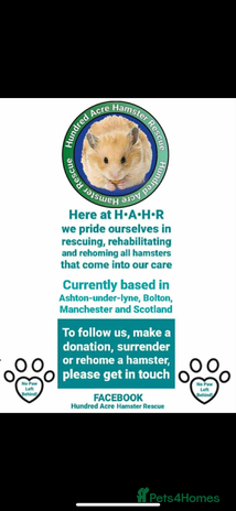 Hamster rodents - Advert 2