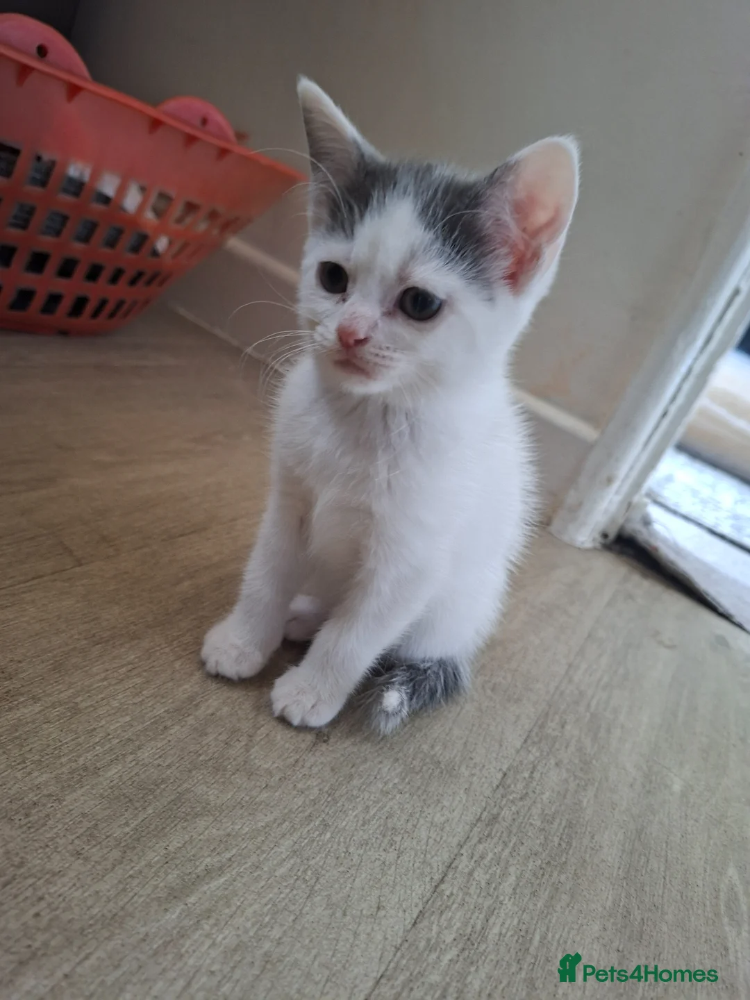 Mixed Breed cats for sale: Lovely and clever kittens  - Advert 11