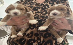 Australian Labradoodle dogs for sale: Pure Australian Labradoodle Puppies ready 30/09/25 - Image 1
