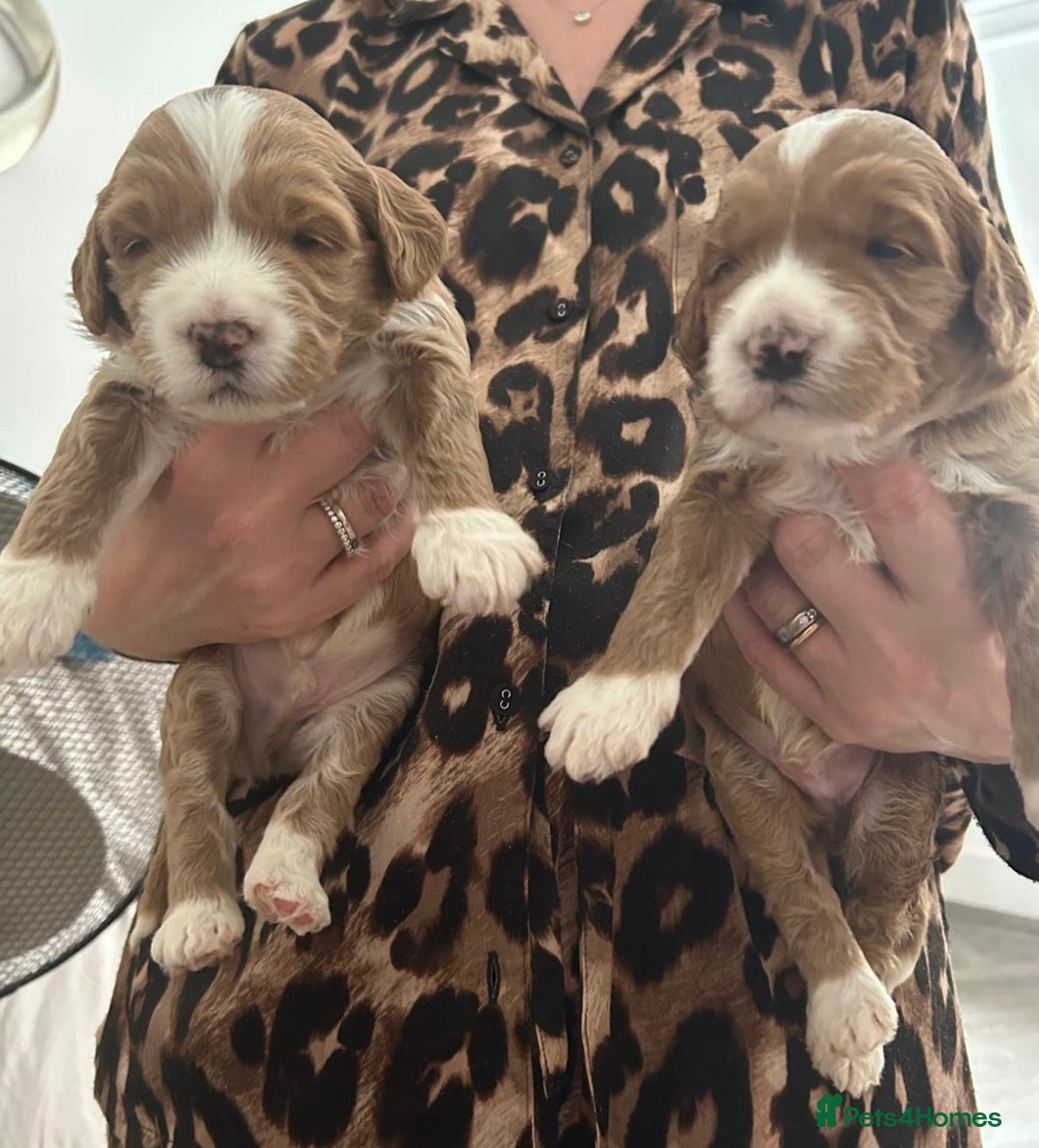 Australian Labradoodle dogs for sale: Pure Australian Labradoodle Puppies ready 30/09/25 - Image 1
