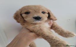 Cockapoo dogs for sale: Adorable Cockerpoo Puppies - Image 25
