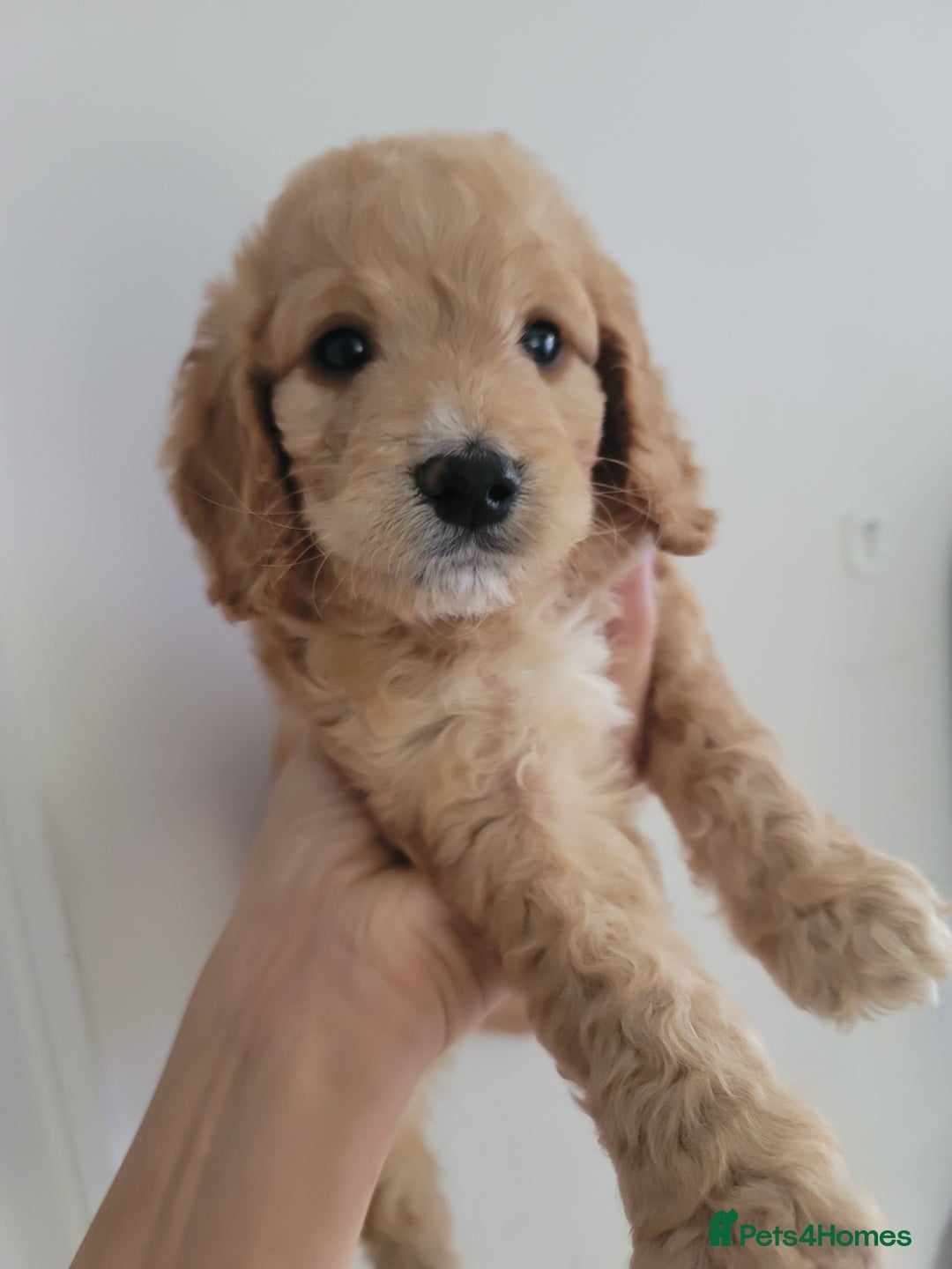 Cockapoo dogs for sale: Adorable Cockerpoo Puppies - Image 25