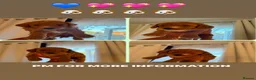 Cavapoochon dogs for sale: Miniature Cavapoochon Puppies for Sale - Advert 24