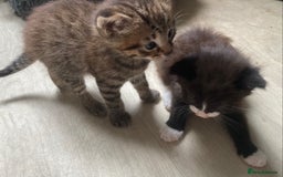 British Shorthair cats for sale: Kittens  - Image 18