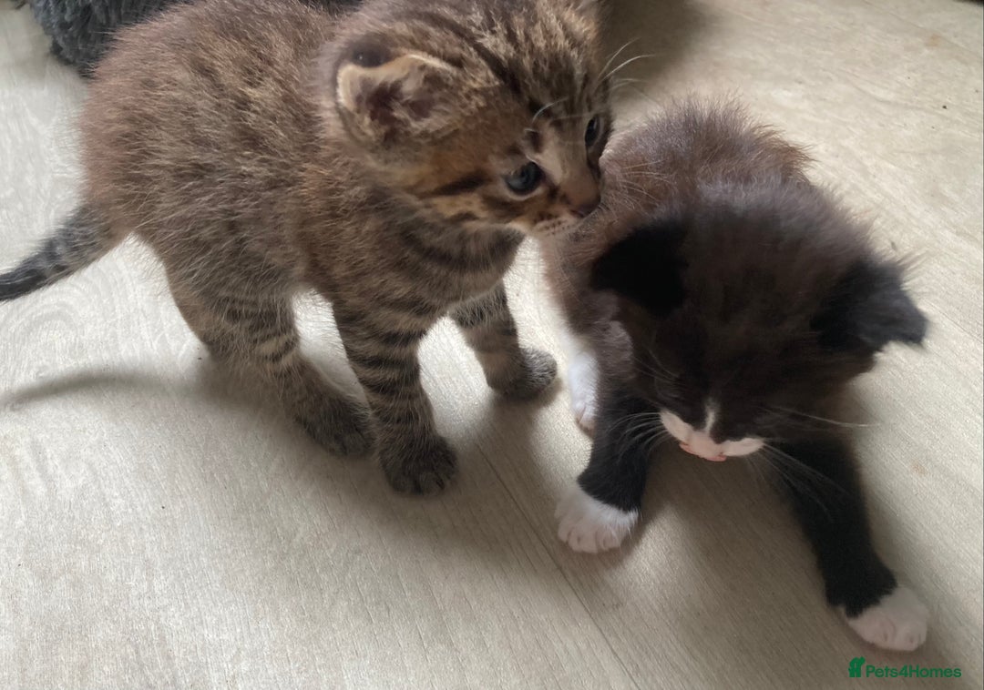 British Shorthair cats for sale: Kittens  - Image 18