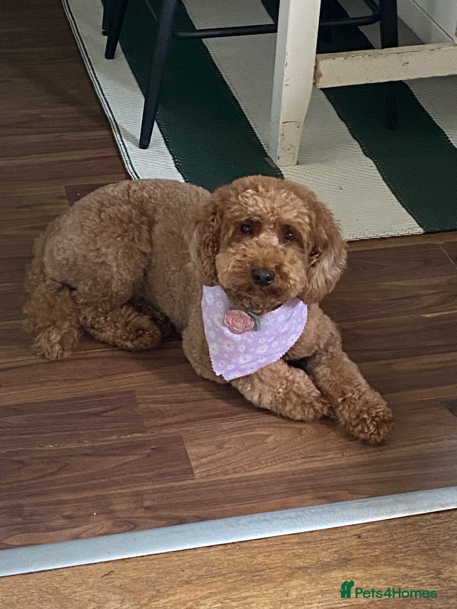Mini Goldendoodle dogs Double doodle puppies 💚 - Advert 14
