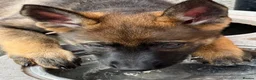 German Shepherd dogs for sale: Exceptional KC Reg Czech Working Line GSD Puppies - Advert 5