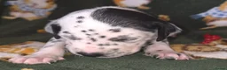 Mixed Breed dogs for sale: Dalmatian x Labrador puppies in Grimsby - Advert 3