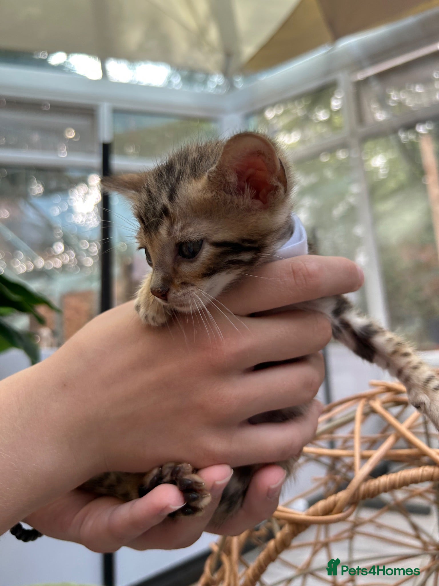 Bengal cats Stunning Bengal Kittens Ready for Reservation 😍 - Advert 1