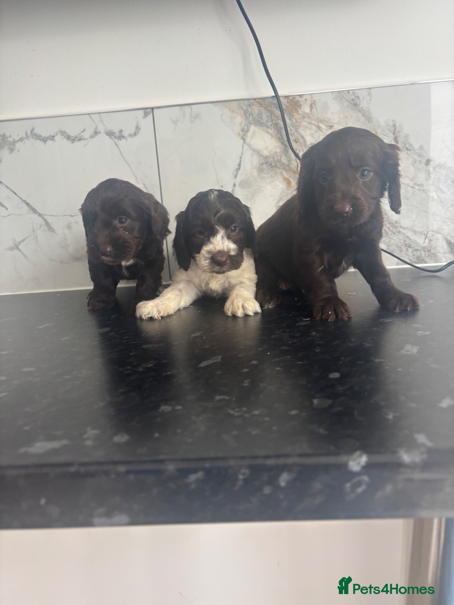 Cavapoo dogs 🐶 Reduced Quality toy Cavapoo puppies toy poodle  - Advert 16