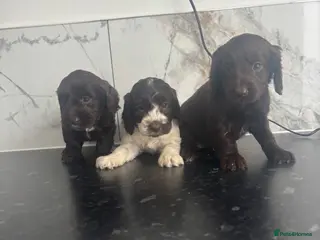 Cavapoo dogs 🐶 Reduced Quality toy Cavapoo puppies toy poodle - Advert 16