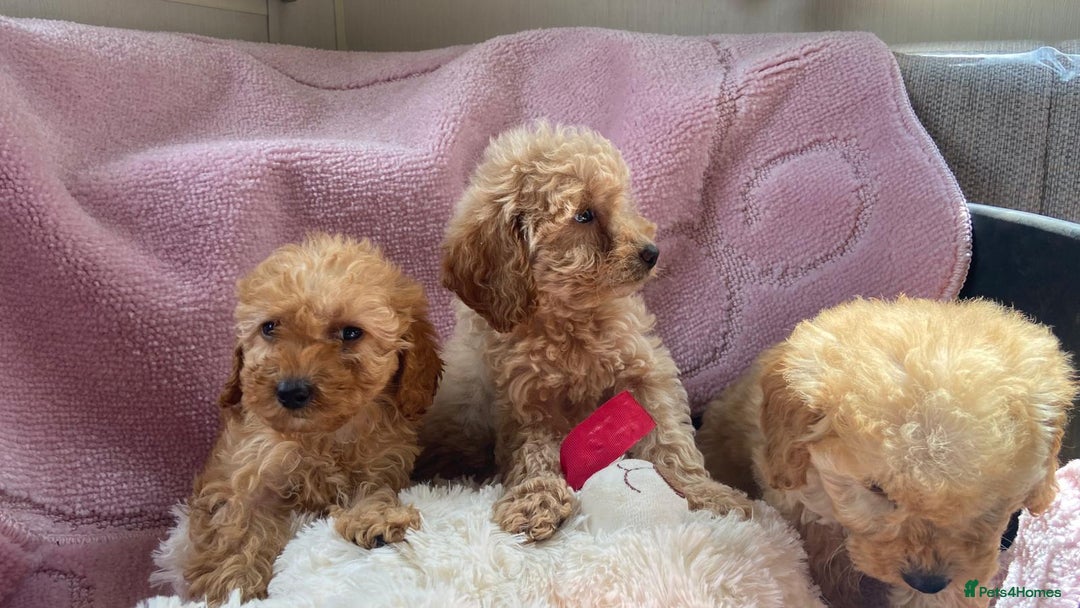 Cockapoo dogs for sale: Cockapoo puppies - Image 6