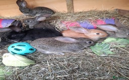 Continental Giant rabbits for sale: Beautiful Giant Continental Babies - Image 10