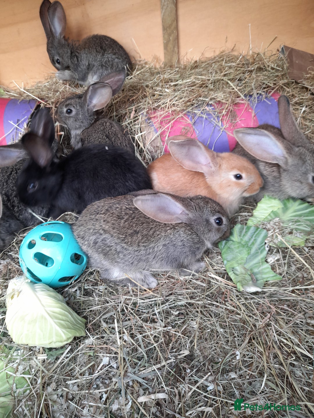 Continental Giant rabbits for sale: Beautiful Giant Continental Babies - Image 10