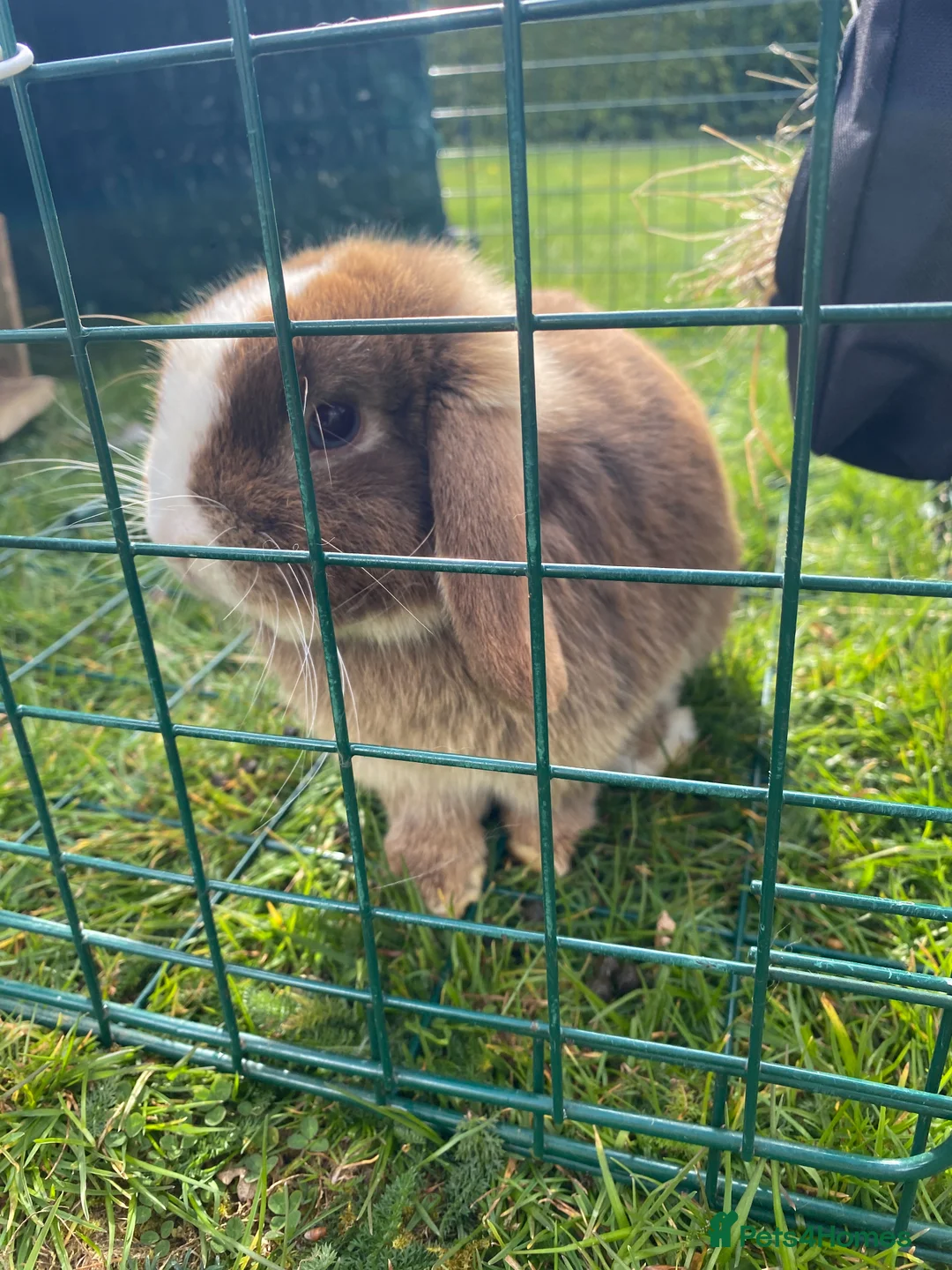 Mini Lop rabbits for sale: Miso the mini lop in Stroud - Advert 2