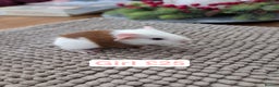 Guinea Pig rodents for sale: Baby guinea pigs girls and boys   - Advert 4
